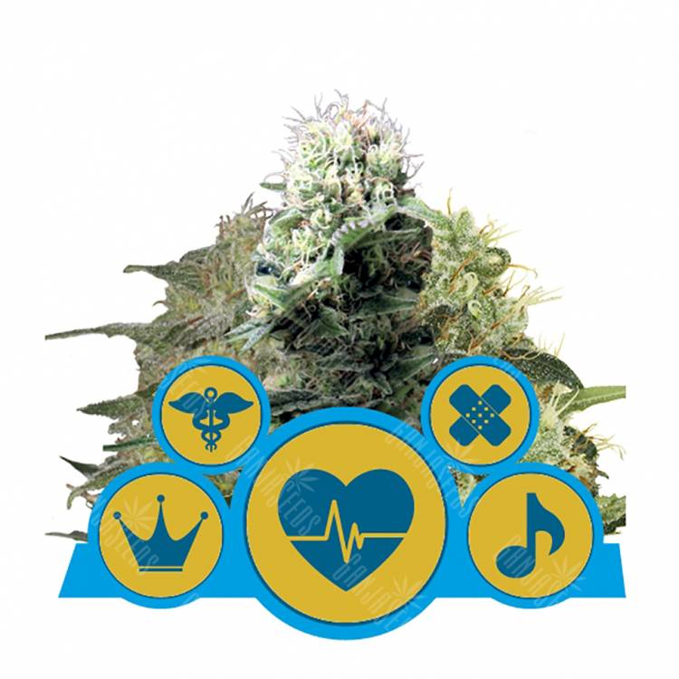 семена конопли для посадки купить CBD MIX feminised Royal Queen семена конопли для посадки купить CBD MIX feminised Royal Queen