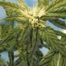 Flowershell Bomb feminised Ganja Seeds купить семена каннабиса Flowershell Bomb feminised Ganja Seeds купить семена каннабиса