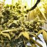 Flowershell Bomb feminised Ganja Seeds Качественные семена марихуаны в интернете Flowershell Bomb feminised Ganja Seeds Качественные семена марихуаны в интернете