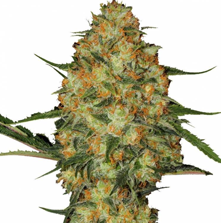 Flowershell Bomb feminised Ganja Seeds Flowershell Bomb feminised Ganja Seeds
