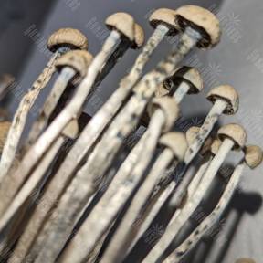 Panaeolus Cyanescens Hawaii