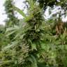 семена конопли скороспелый купить Auto Pineapple regular семена конопли скороспелый купить Auto Pineapple regular