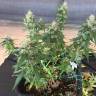 автоцветущие семена конопли Auto Pineapple regular автоцветущие семена конопли Auto Pineapple regular