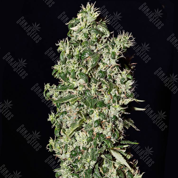 семена конопли в интернете Big Tooth feminised Strain Hunters Seeds семена конопли в интернете Big Tooth feminised Strain Hunters Seeds