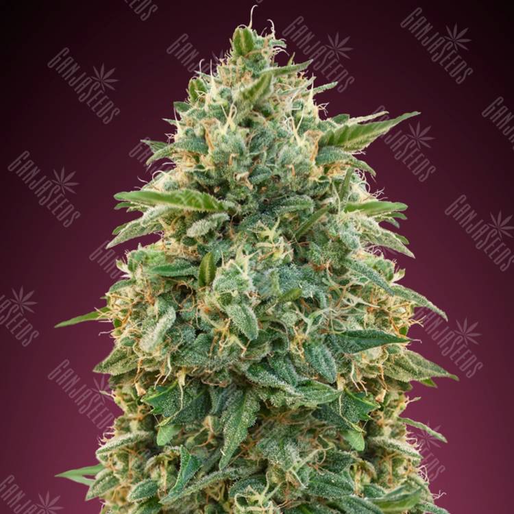 хорошие семена конопли Amnesia feminised Advanced Seeds хорошие семена конопли Amnesia feminised Advanced Seeds