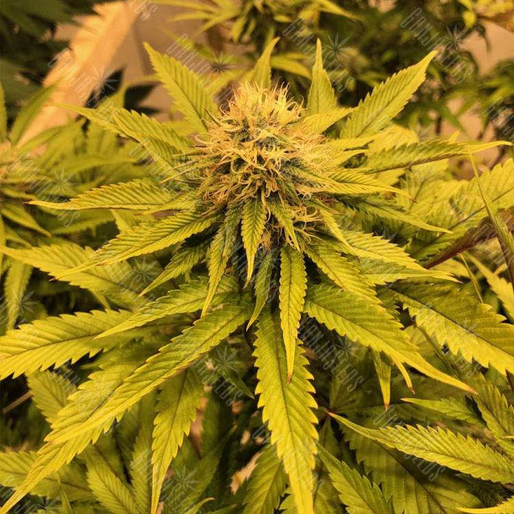 семена конопли в фирменной упаковке Black D.O.G. feminised Humboldt Seeds семена конопли в фирменной упаковке Black D.O.G. feminised Humboldt Seeds