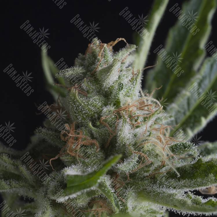 семена конопли интернет магазин Shark CBD feminised Pyramid Seeds семена конопли интернет магазин Shark CBD feminised Pyramid Seeds
