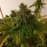 семена конопли марихуаны Painkiller XL CBD feminised Royal Queen семена конопли марихуаны Painkiller XL CBD feminised Royal Queen