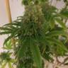 семена конопли элитных сортов Painkiller XL CBD feminised Royal Queen семена конопли элитных сортов Painkiller XL CBD feminised Royal Queen