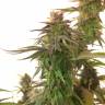 семена конопли аутдор Painkiller XL CBD feminised Royal Queen семена конопли аутдор Painkiller XL CBD feminised Royal Queen