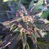 мощные семена конопли Caboose feminised Strain Hunters Seeds мощные семена конопли Caboose feminised Strain Hunters Seeds