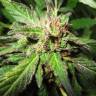 семена конопли в фирменной упаковке Caboose feminised Strain Hunters Seeds семена конопли в фирменной упаковке Caboose feminised Strain Hunters Seeds