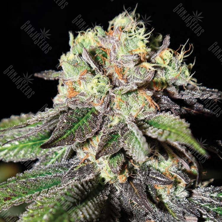 семена индийской конопли Caboose feminised Strain Hunters Seeds семена индийской конопли Caboose feminised Strain Hunters Seeds