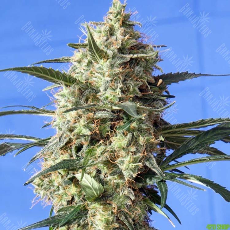 семена конопли в москве Snow Bud feminised семена конопли в москве Snow Bud feminised