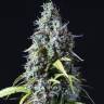 Auto Haze CBD feminised Dinafem Seeds Auto Haze CBD feminised Dinafem Seeds