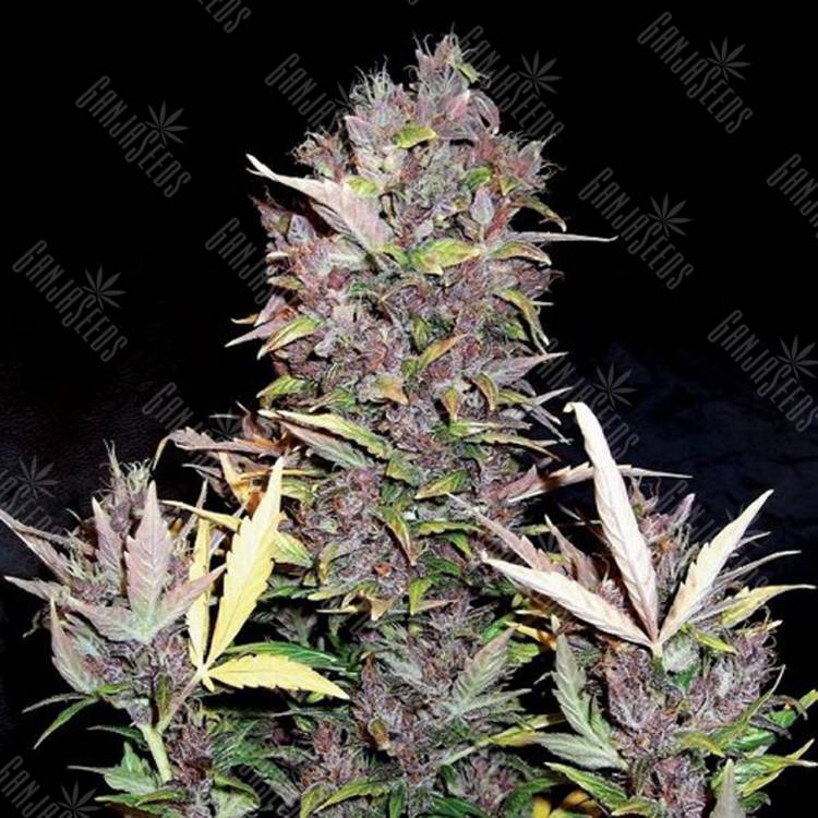 семена конопли наложенным платежом Auto Purple Ryder feminised Doctors Choice семена конопли наложенным платежом Auto Purple Ryder feminised Doctors Choice