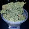 заказ семян конопли Auto Stardawg feminised Fast Buds
