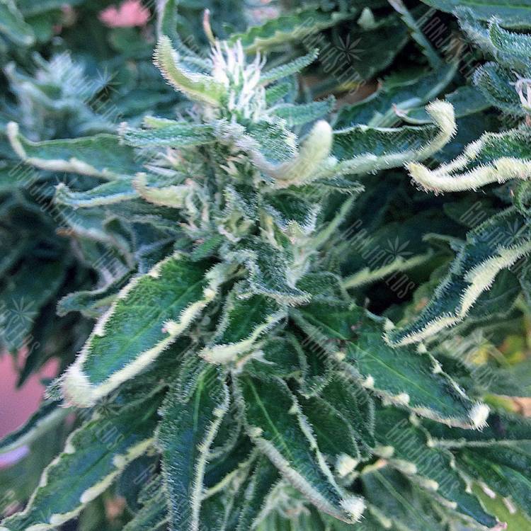 заказ семян конопли Jock Horror feminised Nirvana Seeds заказ семян конопли Jock Horror feminised Nirvana Seeds