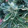заказ семян конопли Jock Horror feminised Nirvana Seeds заказ семян конопли Jock Horror feminised Nirvana Seeds