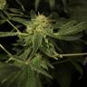 семена конопли с доставкой Royal Highness CBD feminised Royal Queen семена конопли с доставкой Royal Highness CBD feminised Royal Queen