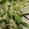 семена конопли с доставкой Sweet Tai feminised Sweet Seeds семена конопли с доставкой Sweet Tai feminised Sweet Seeds