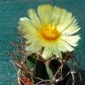 Семена кактуса Astrophytum niveum nudum pp 397 Семена кактуса Astrophytum niveum nudum pp 397