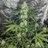 семена сортовой конопли Auto Maxigom x Northern Lights feminised семена сортовой конопли Auto Maxigom x Northern Lights feminised