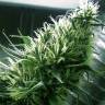 семена культурной конопли купить California Dream feminised Mandala Seeds семена культурной конопли купить California Dream feminised Mandala Seeds