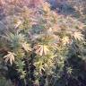 заказать на сайте семена конопли Kaya Gold feminised Nirvana Seeds заказать на сайте семена конопли Kaya Gold feminised Nirvana Seeds