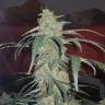 семена конопли для выращивания Auto Cheesy feminised Philosopher Seeds семена конопли для выращивания Auto Cheesy feminised Philosopher Seeds