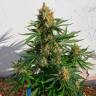 семена каннабиса оптом Super Lemon Haze CBD семена каннабиса оптом Super Lemon Haze CBD