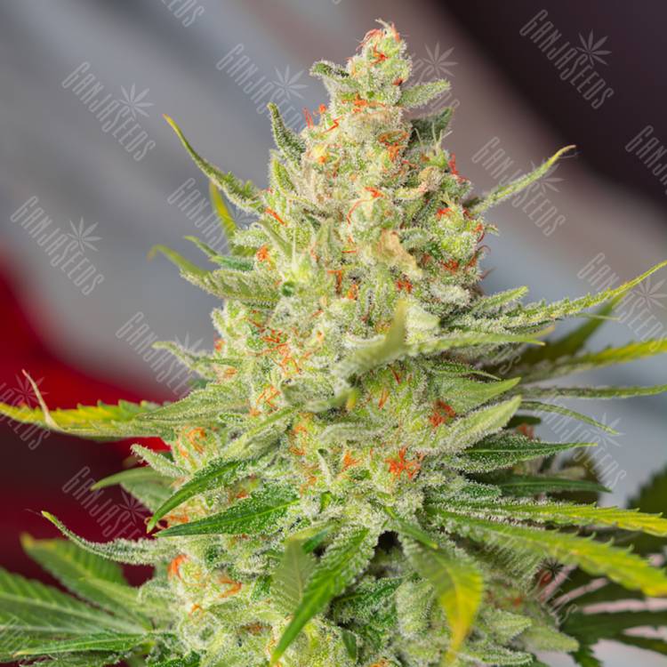 семена конопли интернет магазин Wild Rose feminised Sweet Seeds семена конопли интернет магазин Wild Rose feminised Sweet Seeds