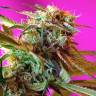 семена конопли f1 в оригинальной упаковке Wild Rose feminised Sweet Seeds семена конопли f1 в оригинальной упаковке Wild Rose feminised Sweet Seeds