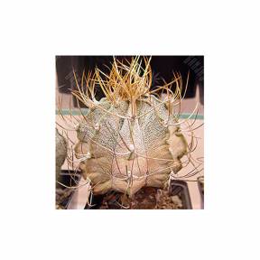Astrophytum niveum flavispina