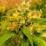 Critical Jack fem купить семена от лучшего бридера Critical Jack fem купить семена от лучшего бридера