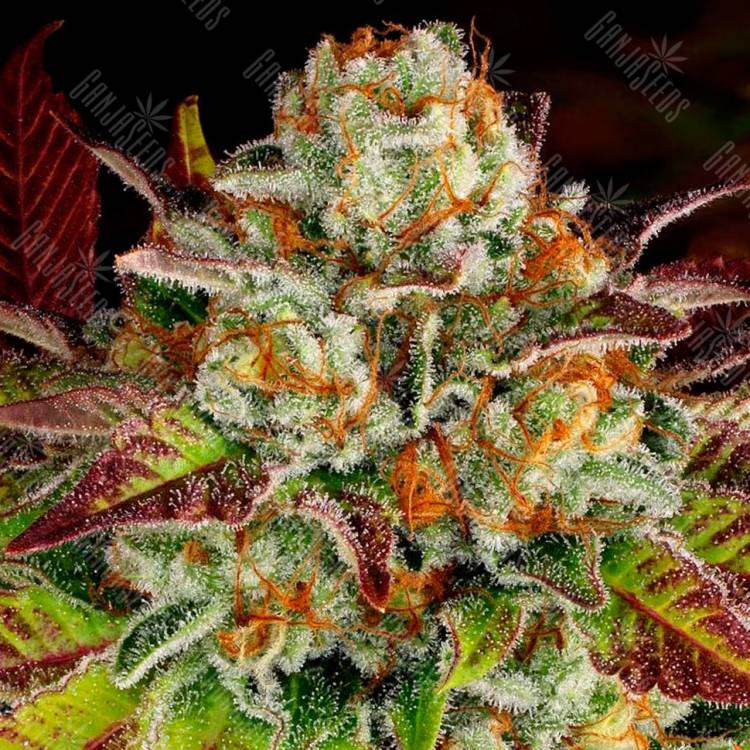 Семена Auto Mintz feminised Ganja Seeds купить Семена Auto Mintz feminised Ganja Seeds купить