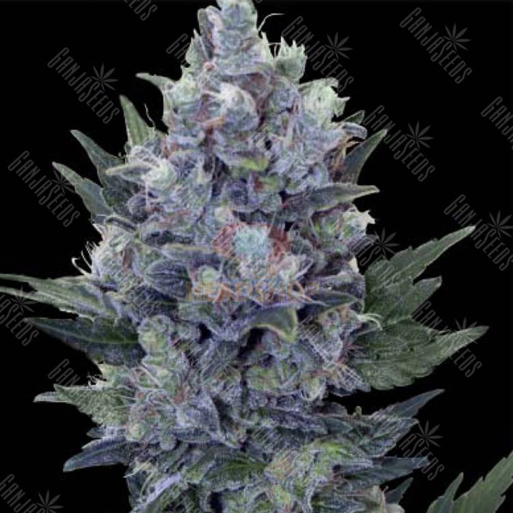 семена конопли марихуаны Auto Northern Lights x Blue feminised семена конопли марихуаны Auto Northern Lights x Blue feminised
