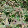 семена конопли для выращивания Far Out feminised Mandala Seeds семена конопли для выращивания Far Out feminised Mandala Seeds