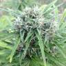 семена конопли скороспелый купить Auto Beshbarmak feminised Bang Seeds семена конопли скороспелый купить Auto Beshbarmak feminised Bang Seeds