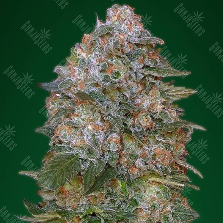 семена конопли курьером Critical Soma feminised Advanced Seeds семена конопли курьером Critical Soma feminised Advanced Seeds