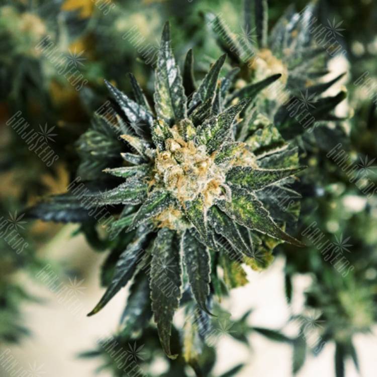 хорошие семена конопли DC Kush feminised Doctors Choice хорошие семена конопли DC Kush feminised Doctors Choice