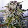 где можно заказать семена конопли Auto Tangie'matic feminised Fast Buds где можно заказать семена конопли Auto Tangie'matic feminised Fast Buds