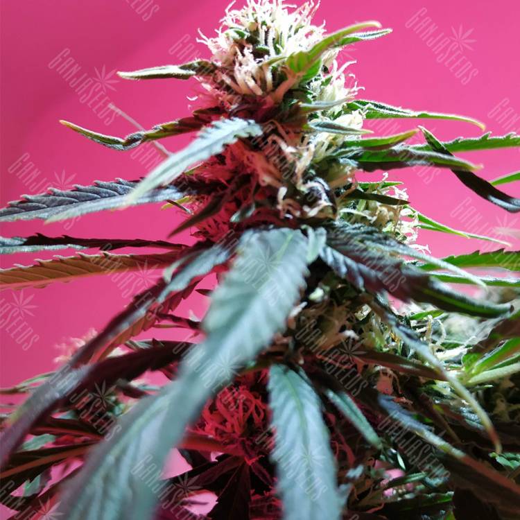 семена конопли марихуаны Auto Fraggle Skunk feminised Philosopher Seeds семена конопли марихуаны Auto Fraggle Skunk feminised Philosopher Seeds