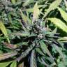 семена конопли аутдор Auto Fraggle Skunk feminised Philosopher Seeds семена конопли аутдор Auto Fraggle Skunk feminised Philosopher Seeds