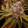 семена мощных сортов конопли Auto Pineapple Chunk feminised семена мощных сортов конопли Auto Pineapple Chunk feminised