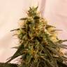 мощные семена конопли Auto Pineapple Chunk feminised мощные семена конопли Auto Pineapple Chunk feminised