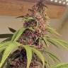 заказать семена конопли Auto Pineapple Chunk feminised заказать семена конопли Auto Pineapple Chunk feminised