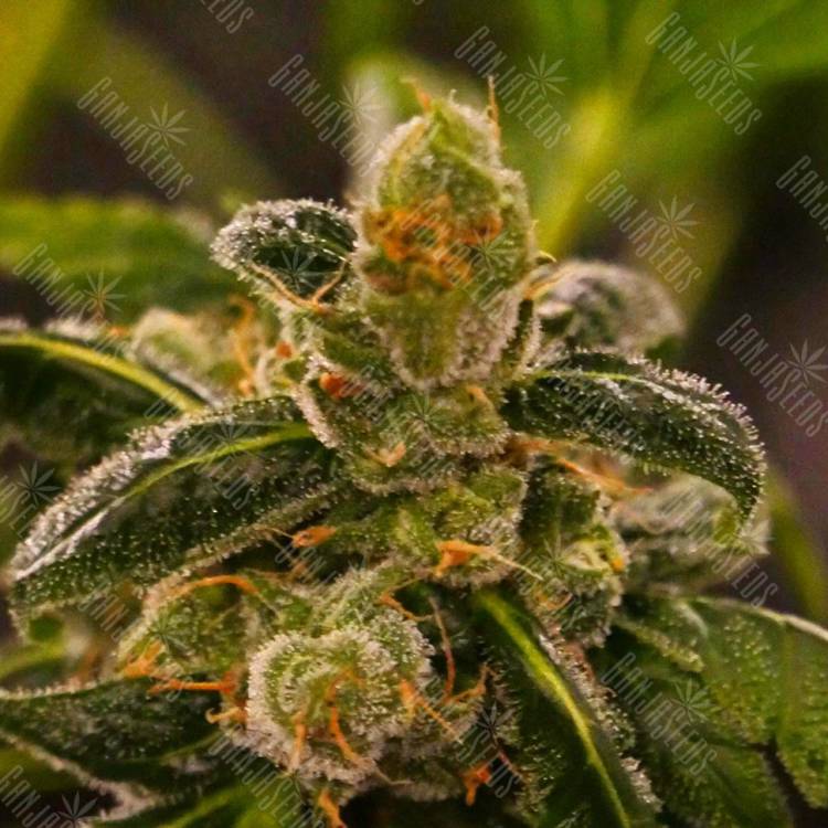 купить семена конопли Massive Skunk feminised купить семена конопли Massive Skunk feminised