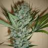 The Ultimate feminised Dutch Passion Seeds The Ultimate feminised Dutch Passion Seeds