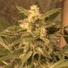 The Ultimate feminised Dutch Passion Seeds The Ultimate feminised Dutch Passion Seeds